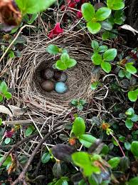 Tây Bắc Carolina] Trứng chim này là loại gì vậy? : r/whatsthisbird