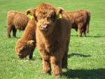 American Highland Cattle Association
