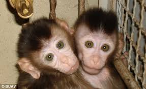 Image result for MONKEYS