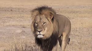 Image result for cecil lion