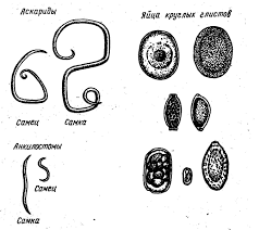 Картинки по запросу круглые гельминты у человека