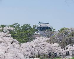 岡崎公園の桜の画像