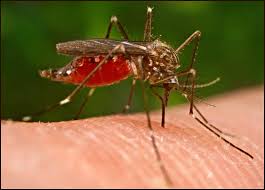 Image result for pictures of mosquito