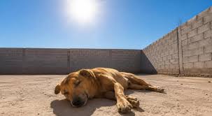 Así puedes detectar un golpe de calor en tu perro o gato🎦