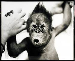 images?q=tbn:ANd9GcRxaZ77PAdjjOfCRZvyy5vhHcIcUFnwxuogddBGTxcOhIoOH0iO