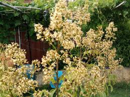 Image result for lychee trees