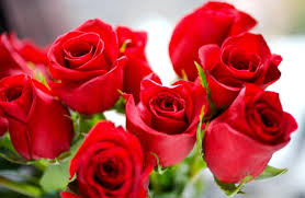 Image result for images of flowers