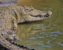 Crocodilo-marinho