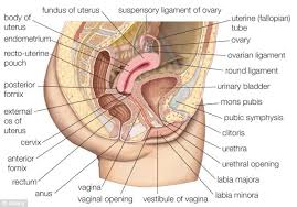 Image result for how to insert male organ into female organ