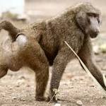  Baboons prop up barrels to escape Texas research centre