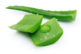 Image result for aloe vera