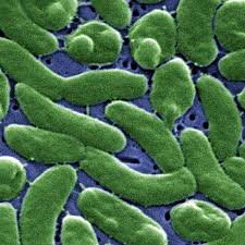 5 dead, 4 hospitalized from Vibrio, a flesh-eating bacteria found in coastal Louisiana waters