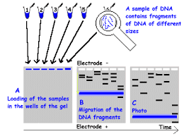 Resultat d'imatges de electrophoresis