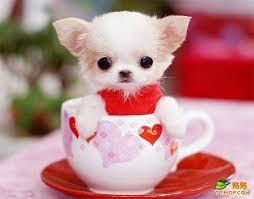 Resultado de imagen para imagenes cute