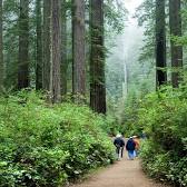 Redwood National and State Parks