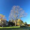 Story image for A Giant, Dead Elm Tree Comes Down To Support Dutch Elm's Disease Research from Vermont Public Radio