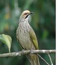 http://peternakan-burung-berkicau.blogspot.com/2013/11/cucak-rowo.html