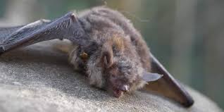 Confirmed Rabid Bat in Charleston: Urgent Warning for Pet Owners