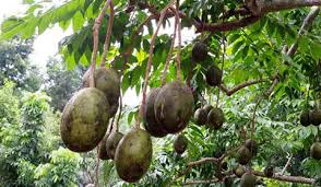 Image result for শীতকালীন সবজি চাষ