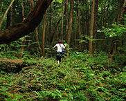 Image of Aokigahara Forest Japan