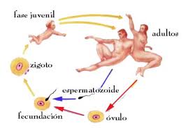 Resultado de imagen para ejemplos de fecundacion interna