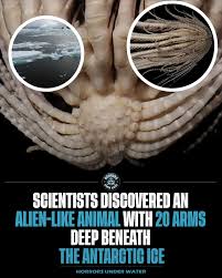 Scientists recently identified the Antarctic strawberry feather star nearly 3,800 feet below the surface near Antarctica—a deep-sea animal that looks almost otherworldly. Its body resembles a strawberry, and its twenty feathery arms