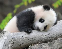 Image result for pandas