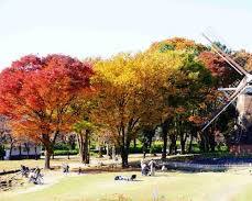 名城公園 紅葉の画像