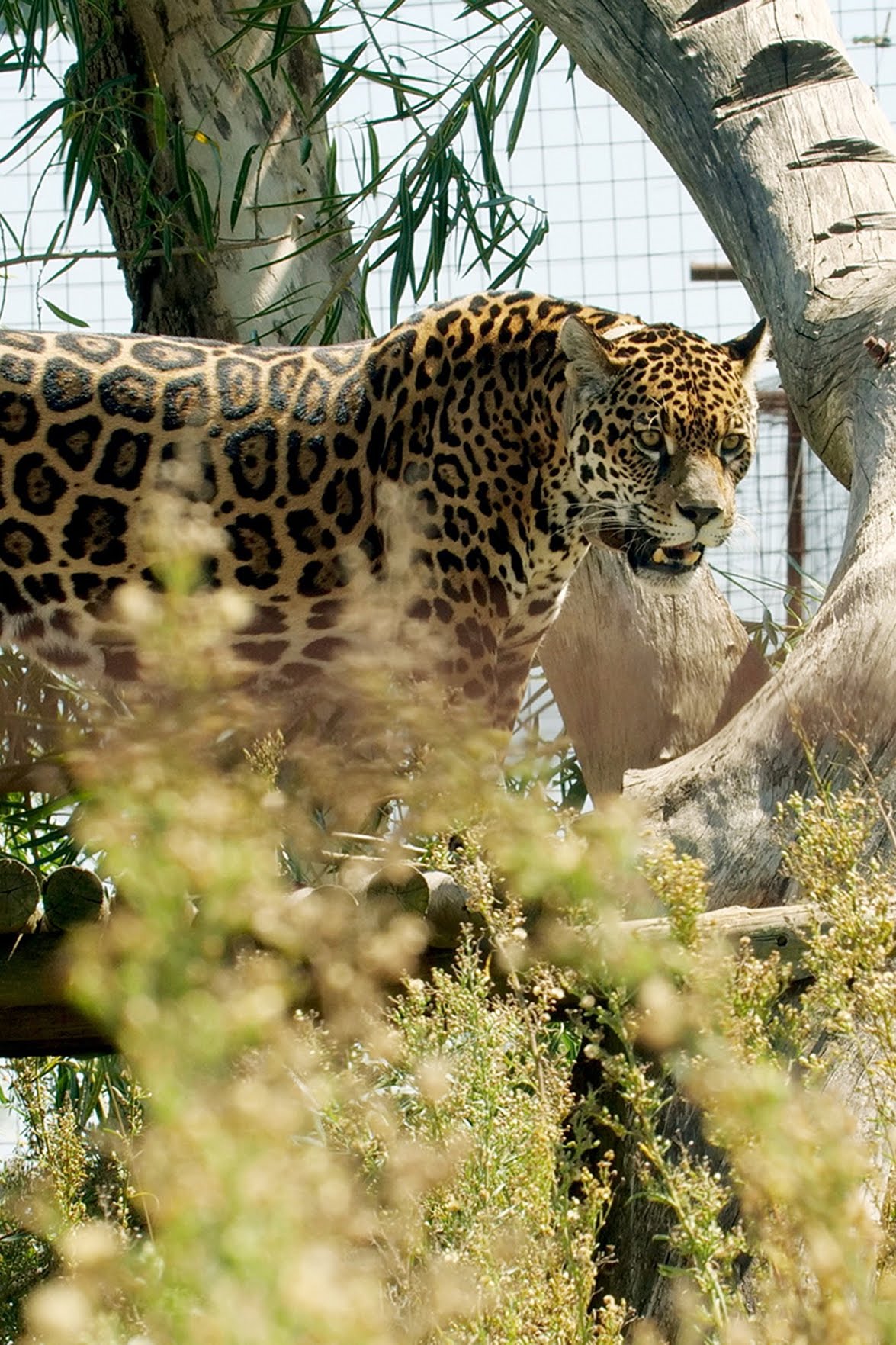 aguare, die größten Raubkatzen Südamerikas, waren schon immer beliebte Jagdobjekte. Die indigenen Völker der Region waren auf ihre Felle aus, die spanischen Eroberer ebenso, und die Viehzüchter sahen in ihnen eine Bedrohung für ihre Herden. Aber erst zu Beginn des 20. Jahrhunderts wurde der Lebensraum der Jaguare durch die Viehzüchter so stark eingeschränkt, dass sie als ausgerottet galten. Heute sollen die Katzen wieder angesiedelt werden. Fünf erwachsene Jaguare wurden dafür aus der Gefangenschaft in ein eigens gegründetes Aufzuchtzentrum auf den Esteros del Iberá, dem größten Feuchtgebiet Argentiniens, gebracht. Hier sollen sie für Nachwuchs sorgen, der dann ausgewildert werden soll. Das Problem ist, dass besonders die drei weiblichen Tiere Defizite haben, die eine Zucht erschweren: Tanja fehlt ein Hinterbein, das sie als Jungtier verloren hat.
Isis ist so sehr an Menschen gewöhnt, dass sie Angst vor den eigenen Artgenossen hat. Und Tobuna ist mit 17 Jahren fast zu alt für die Zucht. Die Wissenschaftler haben damit die Qual der Wahl. Dennoch soll das Unternehmen unbedingt gelingen. Zwei Jahre und viel Geld waren nötig, um den Auslauf für die Jaguare zu bauen. Vier Areale von jeweils 1.200 Quadratmetern, zwei für die Mütter und ihre Nachkommen von anderthalb Hektar und ein riesiges Gebiet von 30 Hektar für die Phase vor der endgültigen Auswilderung. Für welches Tier werden sich die Experten um die Biologin Maite Rios Noya am Ende entscheiden? Und wird die Paarung klappen? Wenn ja, könnten in frühestens zwei Jahren wieder wilde Jaguare durch die Esteros del Iberá streifen