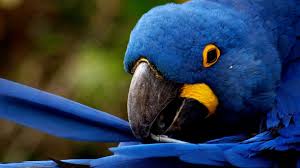 Image result for macaw parrot hd