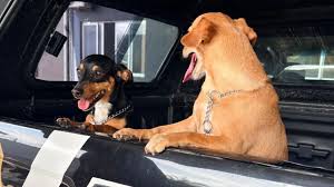 Após cão ser erguido pela coleira em elevador, tutor é indiciado e dois animais são resgatados