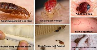 Image result for BED BUGS CONTROL