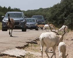 Natural Bridge Wildlife Ranch in USA