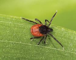 Image of tick on a leaf