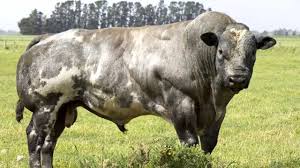 Image result for belgian blue bull meat