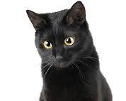 黒猫の画像
