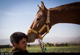 Image result for IRAN HORSES