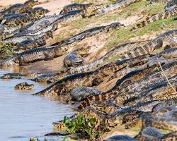 Image of Caiman, Pantanal, Brazil