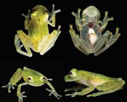 Imagem de Sapodevidro