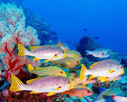 colorful fish reef in Bali