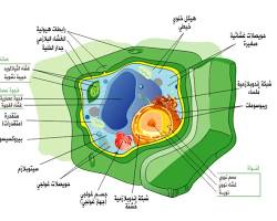 Image of الجدار الخلوي في الخلية النباتية