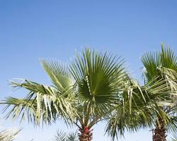 Image of Mexican Fan Palm
