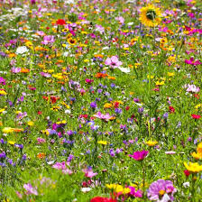 Bildergebnis für wiese