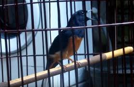 Hasil gambar untuk murai batu