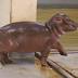 Memphis Zoo's baby hippo needs a name