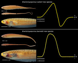 electric fish కోసం చిత్ర ఫలితం