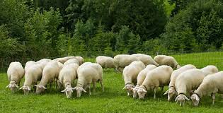 Imagini pentru oile si caprele