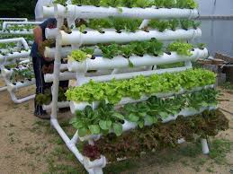 Resultado de imagem para decoração de quintal mini horta