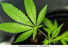 Résultat de recherche d'images pour "cannabis leaf"
