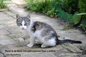 Kitten Quotes. QuotesGram via Relatably.com